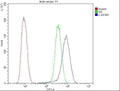 Anti-GSTM1 Antibody Picoband® (monoclonal, 11F2)
