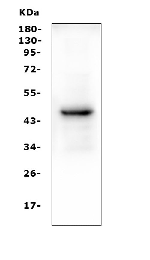 Anti-PAX5 Antibody Picoband® (monoclonal, 6I4)
