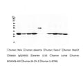 Anti-Emerin EMD Antibody Picoband® (monoclonal, 5A10)