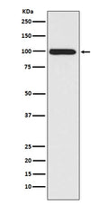 Anti-LRP1/Lrp 1 Cluster Ii Rabbit Monoclonal Antibody