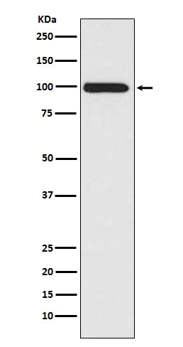 Anti-LRP1/Lrp 1 Cluster Ii Rabbit Monoclonal Antibody