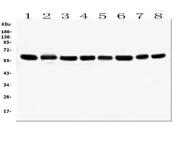 Anti-Hsp60/HSPD1 Antibody Picoband® (monoclonal, 6G2)