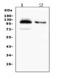 Anti-CD43/SPN Antibody Picoband® (monoclonal, 4I3)