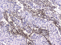 Anti-Collagen IV COL4A1 Antibody Picoband® (monoclonal, 3G3)