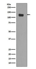 Anti-Integrin alpha 6 ITGA6 Rabbit Monoclonal Antibody