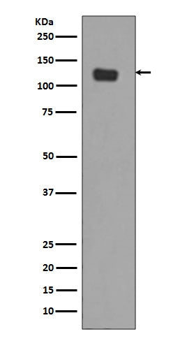 Anti-Integrin alpha 6 ITGA6 Rabbit Monoclonal Antibody