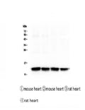 Anti-Cardiac FABP Fabp3 Antibody Picoband® (monoclonal, 6C4)