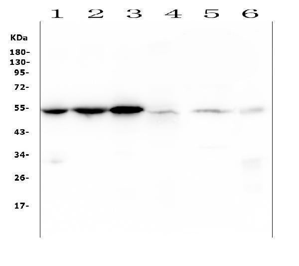 Anti-Desmin Antibody Picoband® (monoclonal, 2B5)