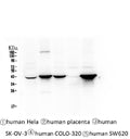 Anti-Cytokeratin 19 KRT19 Antibody Picoband® (monoclonal, 3D4)