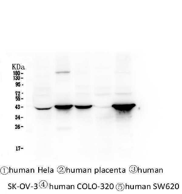 Anti-Cytokeratin 19 KRT19 Antibody Picoband® (monoclonal, 3D4)