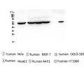 Anti-TCP1 alpha Antibody Picoband® (monoclonal, 2E7)