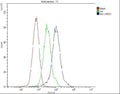 Anti-ARSA Antibody Picoband® (monoclonal, 4C10)