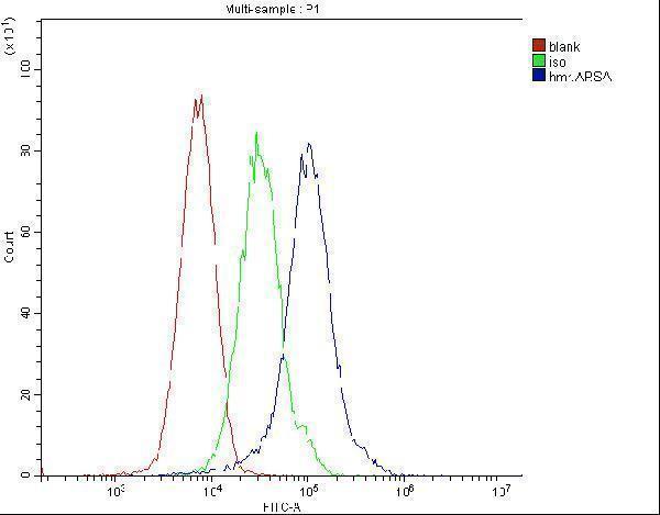 Anti-ARSA Antibody Picoband® (monoclonal, 4C10)