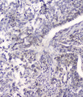 Anti-HSPA2 Antibody Picoband® (monoclonal, 4A4)