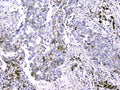 Anti-Cytochrome C CYCS Antibody Picoband® (monoclonal, 15F10)