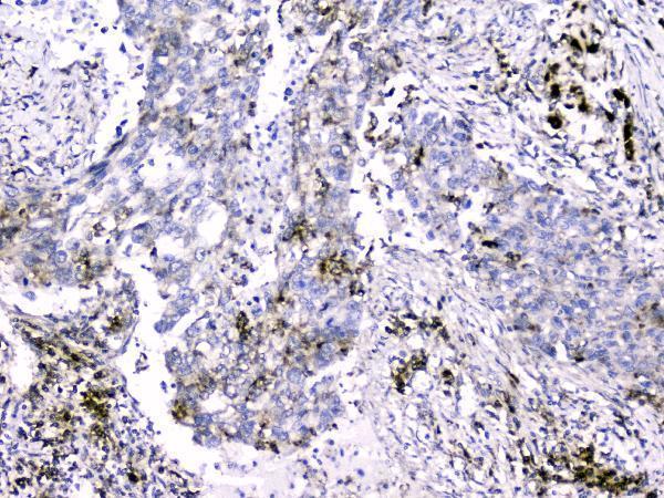 Anti-Cytochrome C CYCS Antibody Picoband® (monoclonal, 15F10)