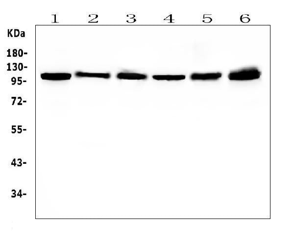 Anti-Hsp105/HSPH1 Antibody Picoband® (monoclonal, 3D10)