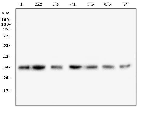 Anti-COPE Antibody Picoband® (monoclonal, 9B6)