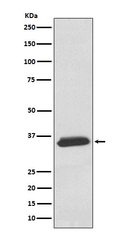 Anti-delta Sarcoglycan SGCD Rabbit Monoclonal Antibody