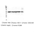 Anti-CCT3 Antibody Picoband® (monoclonal, 12H4)