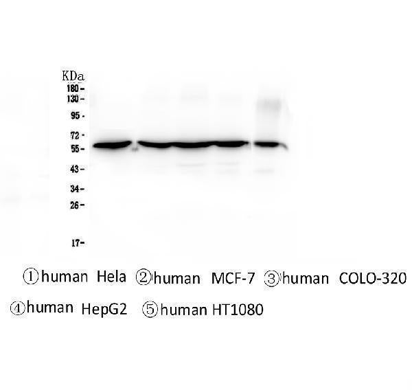 Anti-CCT3 Antibody Picoband® (monoclonal, 12H4)