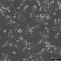 M14 cell