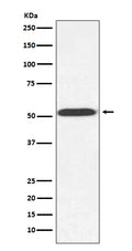 Western blot analysis of alpha Tubulin expression in Saccharomyces cerevisiae (yeast) cell lysate.