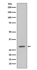 Western blot analysis of GFP expression in 293 cell lysate transfected with GFP.