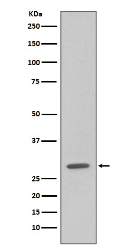 Western blot analysis of GFP expression in 293 cell lysate transfected with GFP.