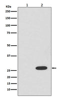 Western blot analysis of RFP expression in (1) 293T cell lysate; (2) 293T cell lysate transfected with RFP.