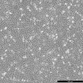 MA-104 cell