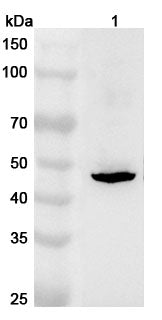 Western blot analysis was performed using anti-TAPBPL polyclonal antibody at 1ug/mL on various samples.
Lane 1: MCF-7 cell lysate