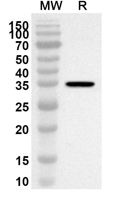 Western blot analysis was performed using anti-Mouse Pirb/Lilrb3 polyclonal antibody at 1ug/mL on recombinant Mouse Pirb/Lilrb3 (Catalog No. MA107012).