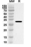 Western blot analysis was performed using anti-Mouse TINAGL1 polyclonal antibody at 1ug/mL on recombinant Mouse TINAGL1 (Catalog No. MA152012).