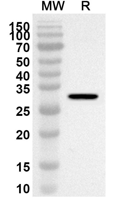 Western blot analysis was performed using anti-Mouse TINAGL1 polyclonal antibody at 1ug/mL on recombinant Mouse TINAGL1 (Catalog No. MA152012).