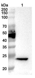 Western blot analysis was performed using anti-CRISP4 polyclonal antibody at 1ug/mL  on various samples.
Lane 1: Mouse testis lysate