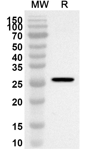 Western blot analysis was performed using anti-Mouse WNT8A polyclonal antibody at 1ug/mL on recombinant Mouse WNT8A (Catalog No. MA281012).
