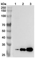 Western blot analysis was performed using anti-C1RA polyclonal antibody at 1ug/mL  on various samples.
Lane 1: Mouse liver lysate
Lane 2: Mouse lung lysate
Lane 3: Mouse kidney lysate