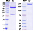 SDS-PAGE for Anti-Mouse NRN1/Neuritin Monoclonal Antibody (1A440)