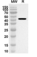 Western blot analysis was performed using anti-Mouse DAND5 polyclonal antibody at 1ug/mL on recombinant Mouse DAND5 (Catalog No. MA332012).