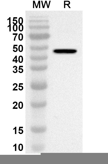 Western blot analysis was performed using anti-Mouse CHST3 polyclonal antibody at 1ug/mL on recombinant Mouse CHST3 (Catalog No. MA375012).