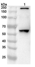 Western blot analysis was performed using anti-IGSF9  polyclonal antibody at 1ug/mL on various samples.
Lane 1: Mouse lung lysate