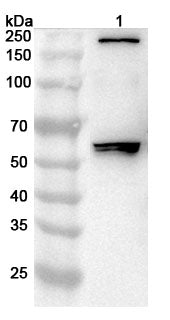 Western blot analysis was performed using anti-IGSF9  polyclonal antibody at 1ug/mL on various samples.
Lane 1: Mouse lung lysate
