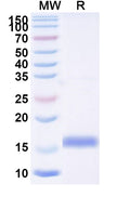 SDS-PAGE for Anti-Mouse SV2A Nanobody (SAA2262)