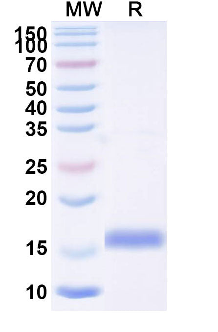 SDS-PAGE for Anti-Mouse SV2A Nanobody (SAA2262)
