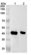 Anti-Mouse CHIL3 Polyclonal Antibody – Western blot analysis was performed using anti-CHIL3 polyclonal antibody at 1ug/mL on various samples.Lane 1: Mouse spleen lysateLane 2: Mouse lung lysate