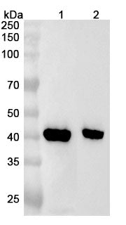 Anti-Mouse CHIL3 Polyclonal Antibody – Western blot analysis was performed using anti-CHIL3 polyclonal antibody at 1ug/mL on various samples.Lane 1: Mouse spleen lysateLane 2: Mouse lung lysate