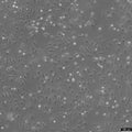 MARC-145 cell