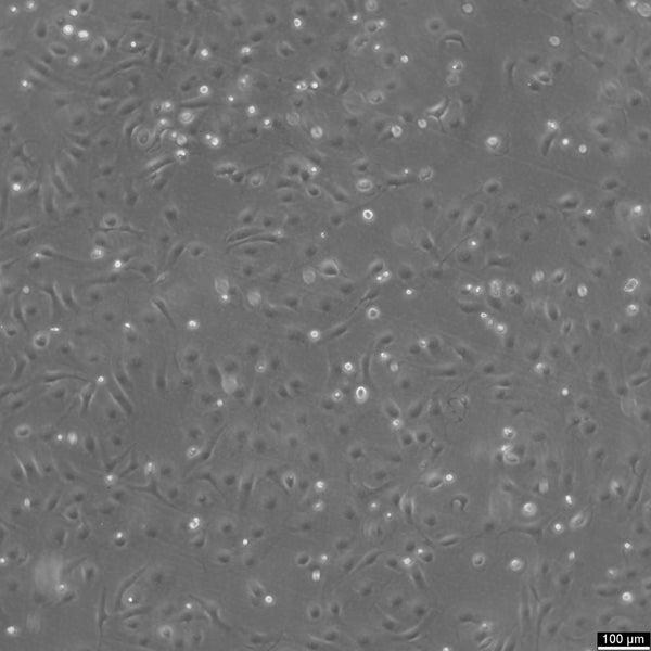 MARC-145 cell