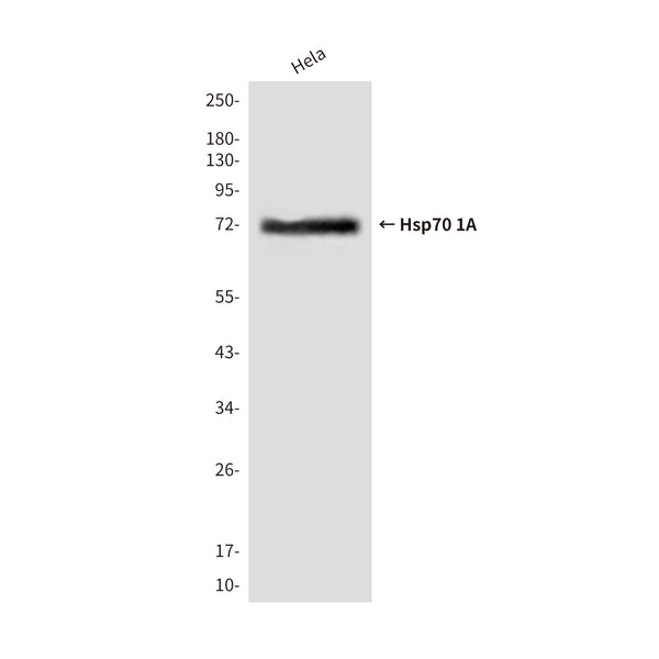 Western blot detection of HSPA1A in Hela&HsHela cell lysates using HSP70 antibody (1:1000 diluted) .